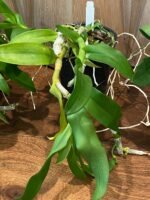 Fragrant Dendrobium Nestor S/A ‘April’× rhodopterygium S/A ‘#4’ (4” Pot) - Image 4