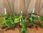 Fragrant Dendrobium Nestor S/A ‘April’× rhodopterygium S/A ‘#4’ (4” Pot) - Image 2