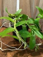 Fragrant Dendrobium Nestor S/A ‘April’× rhodopterygium S/A ‘#4’ (4” Pot) - Image 5