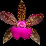 Fragrant IN BLOOM Cattleya Tai Rose ‘Leonard’s Progeny’ x Cattleya bicolor ‘Calliope’ (3.5” pot)