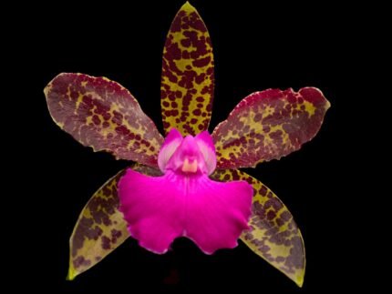 Fragrant IN BLOOM Cattleya Tai Rose ‘Leonard’s Progeny’ x Cattleya bicolor ‘Calliope’ (3.5” pot)