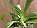 In Spike Phalaenopsis cornu-cervi var vini ‘Wan-Kou’ (3” Pot) - Image 2
