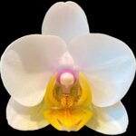 Phalaenopsis White Yellow Lip 2 Spikes (3.5" pot)