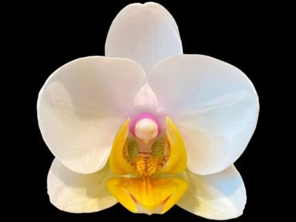 Phalaenopsis White Yellow Lip 2 Spikes (3.5" pot)