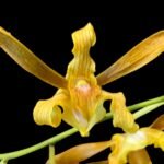 IN SPIKE Dendrobium tangerinum Multi-growths (3.5” Pot)