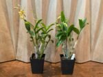 IN SPIKE Dendrobium tangerinum Multi-growths (3.5” Pot) - Image 3
