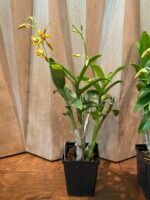 IN SPIKE Dendrobium tangerinum Multi-growths (3.5” Pot) - Image 6