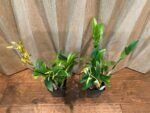 IN SPIKE Dendrobium tangerinum Multi-growths (3.5” Pot) - Image 7