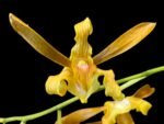 Dendrobium tangerinum x sib (Multi-growths, 3.5” pot)