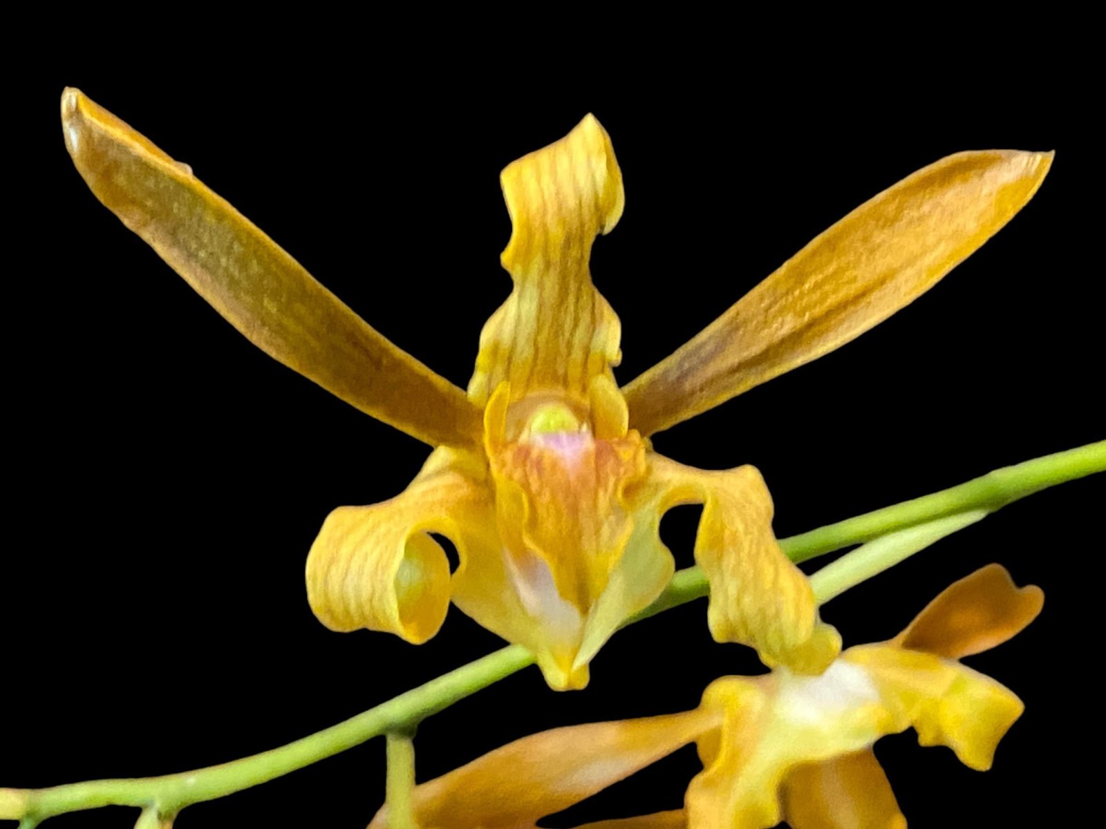 il_fullxfull.4955345827_8q7q.jpg Dendrobium tangerinum x sib (Multi-growths, 3.5” pot) - Image 1