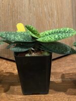 Paph. Misty Dell (delenatii Dunkel x Magic Lantern) (BS, 2" pot) - Image 4