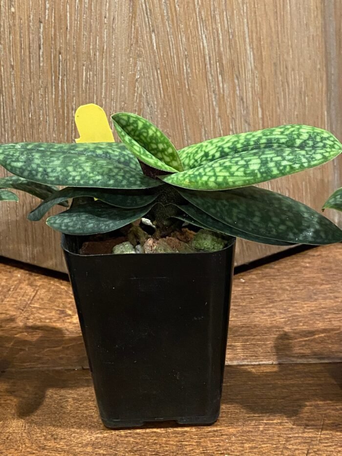 Paph. Misty Dell  (delenatii Dunkel x Magic Lantern) (BS, 2" pot) - Image 4