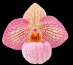 Paph. Misty Dell (delenatii Dunkel x Magic Lantern) (BS, 2" pot)