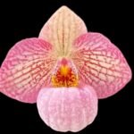 Paph. Misty Dell  (delenatii Dunkel x Magic Lantern) (BS, 2" pot)