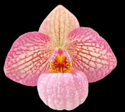 Paph. Misty Dell  (delenatii Dunkel x Magic Lantern) (BS, 2" pot)