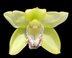 Cymbidium Terrapin Flyer #2 x Portuguese Passion ‘Tudor Snow’ (5" pot)