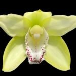 Cymbidium Terrapin Flyer #2 x Portuguese Passion ‘Tudor Snow’ (5" pot)
