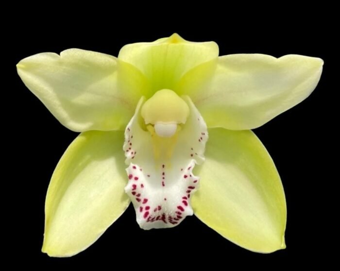 Cymbidium Terrapin Flyer #2 x Portuguese Passion ‘Tudor Snow’ (5" pot) - Image 1