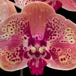 Double Spikes Phalaenopsis GC Reyoung Peach (4.5" pot)
