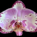 Phalaenopsis Large Magic Art In Spike (4.5" pot)