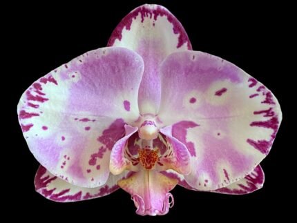 Phalaenopsis Large Magic Art In Spike (4.5" pot)