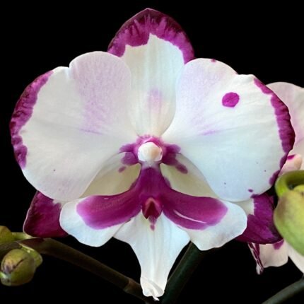 Phalaenopsis Double Spikes King Car Dalmatian (4.5" Pot)