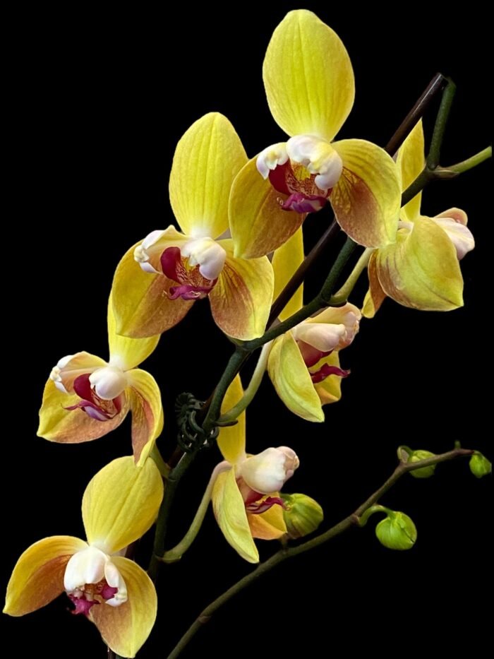 Double Spikes Phalaenopsis Fuller's Gold Stripes 'Peloric' Very Large Plants (4.5" pot) - Image 9
