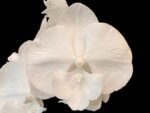 Rare unusual Phalaenopsis Charming Crystal Water Big Lip Big Flower 2 Spikes (4.5" pot)