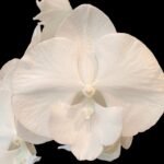 Rare unusual Phalaenopsis Charming Crystal Water Big Lip Big Flower 2 Spikes (4.5" pot)