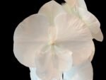 Rare unusual Phalaenopsis Charming Crystal Water Big Lip Big Flower 2 Spikes (4.5" pot) - Image 2