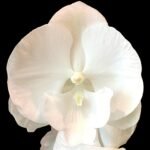Rare unusual Phalaenopsis Charming Crystal Water Big Lip Big Flower 2 Spikes (4.5" pot) - Image 3