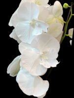 Rare unusual Phalaenopsis Charming Crystal Water Big Lip Big Flower 2 Spikes (4.5" pot) - Image 4