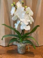 Rare unusual Phalaenopsis Charming Crystal Water Big Lip Big Flower 2 Spikes (4.5" pot) - Image 7