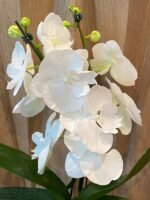 Rare unusual Phalaenopsis Charming Crystal Water Big Lip Big Flower 2 Spikes (4.5" pot) - Image 5