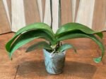 Phalaenopsis Beautiful Smile Double Spikes (4” Pot) - Image 7