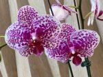 Phalaenopsis Beautiful Smile Double Spikes (4” Pot) - Image 3