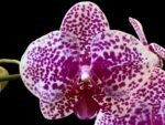 Phalaenopsis Beautiful Smile Double Spikes (4” Pot) - Image 2