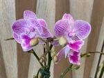Phalaenopsis Younghome Snow Cherry In Spikes  (4.5” Pot) - Image 2