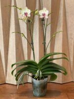 Huge  Phalaenopsis Daton “Green Lightning  Multi Spikes (5" pot) - Image 6