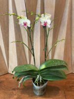 Huge  Phalaenopsis Daton “Green Lightning  Multi Spikes (5" pot) - Image 5