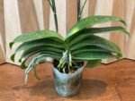 Huge  Phalaenopsis Daton “Green Lightning  Multi Spikes (5" pot) - Image 7