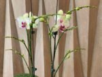 Huge  Phalaenopsis Daton “Green Lightning  Multi Spikes (5" pot) - Image 3