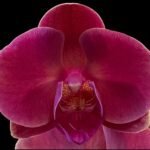 Phalaenopsis Large Jiuhbao Red Rose In Spike (4.5" pot)