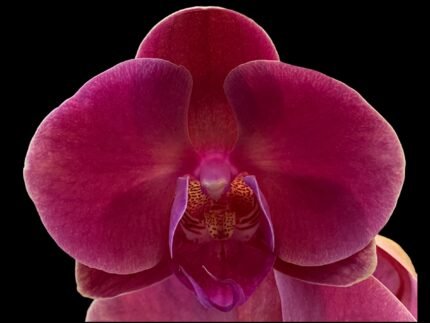 Phalaenopsis Large Jiuhbao Red Rose In Spike (4.5" pot)