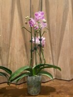 Phalaenopsis Younghome Snow Cherry In Spikes  (4.5” Pot) - Image 6