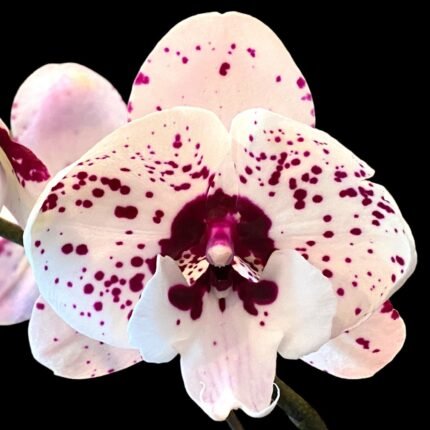 Phalaenopsis In Spike lost tag (4.5” Pot)