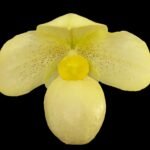 Paph. QF Alanna (thaianum x armeniacum) (BS 2” pot)