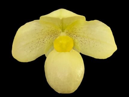 Paph. QF Alanna (thaianum x armeniacum) (BS 2” pot)