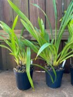 Cymbidium Terrapin Flyer #2 x Portuguese Passion ‘Tudor Snow’ (5" pot) - Image 4