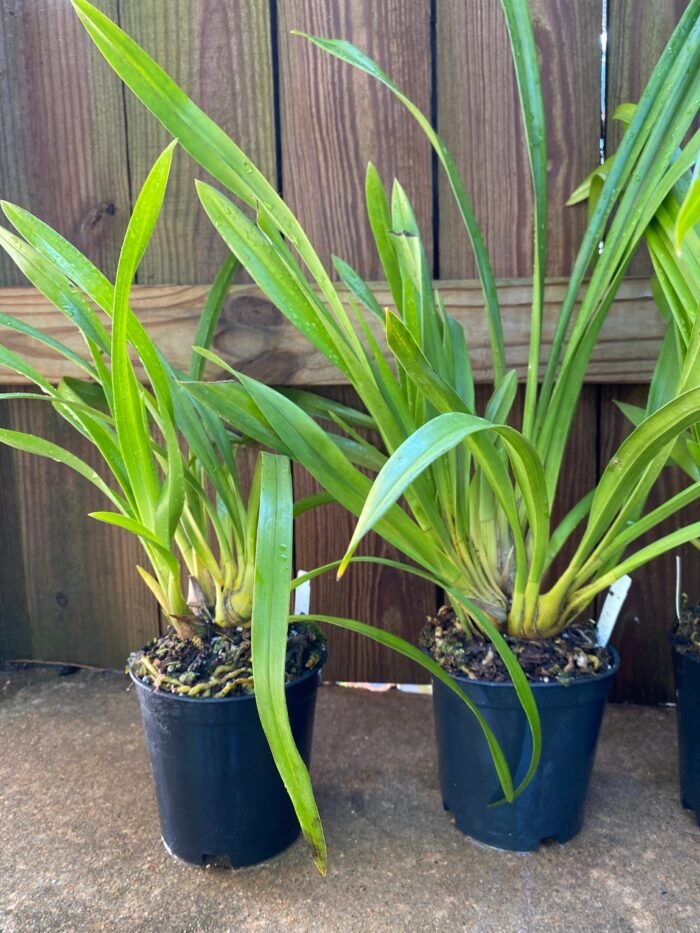Cymbidium Terrapin Flyer #2 x Portuguese Passion ‘Tudor Snow’ (5" pot) - Image 4